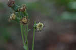 Rugel's Indianplantain <BR>Rugel's ragwort